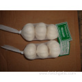 Different Sizes of Jinxiang Pure White Garlic